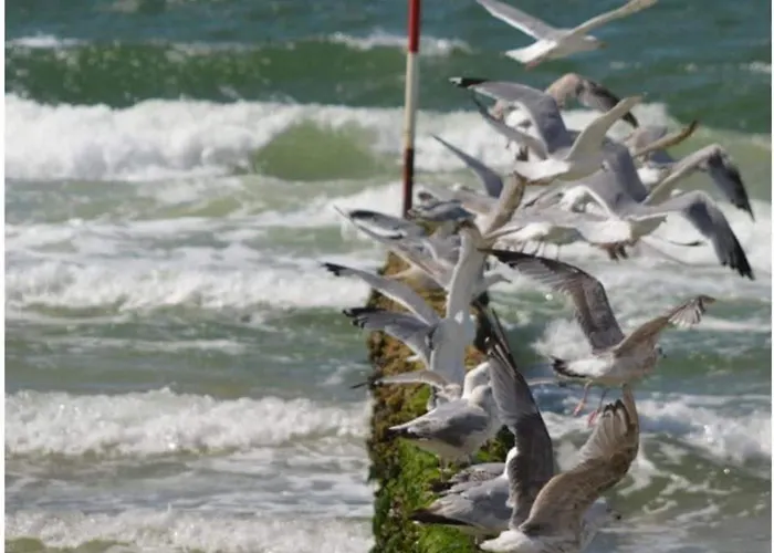 度假居 Beachcomber - South 韦斯特兰